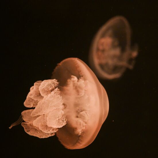 Russia Moskvarium Jellyfish