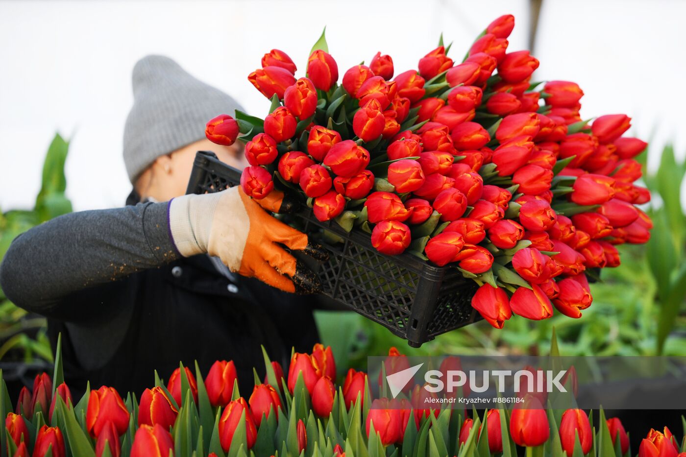 Russia Flower Growing