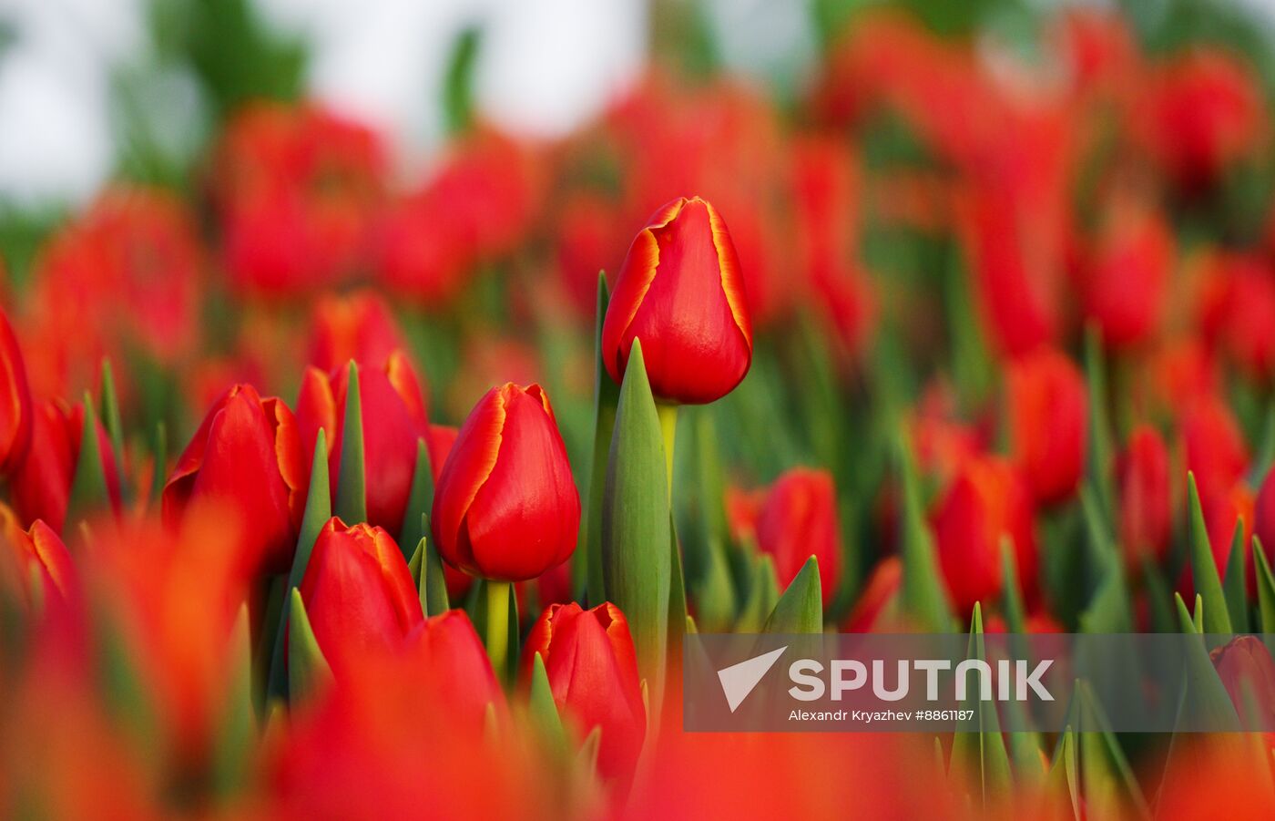 Russia Flower Growing