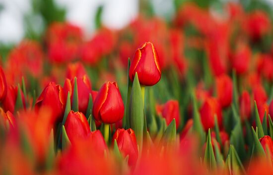 Russia Flower Growing