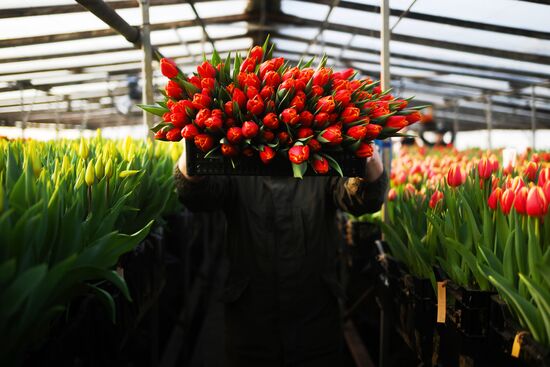 Russia Flower Growing