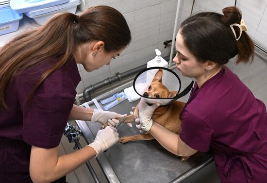 Russia Veterinary Clinic