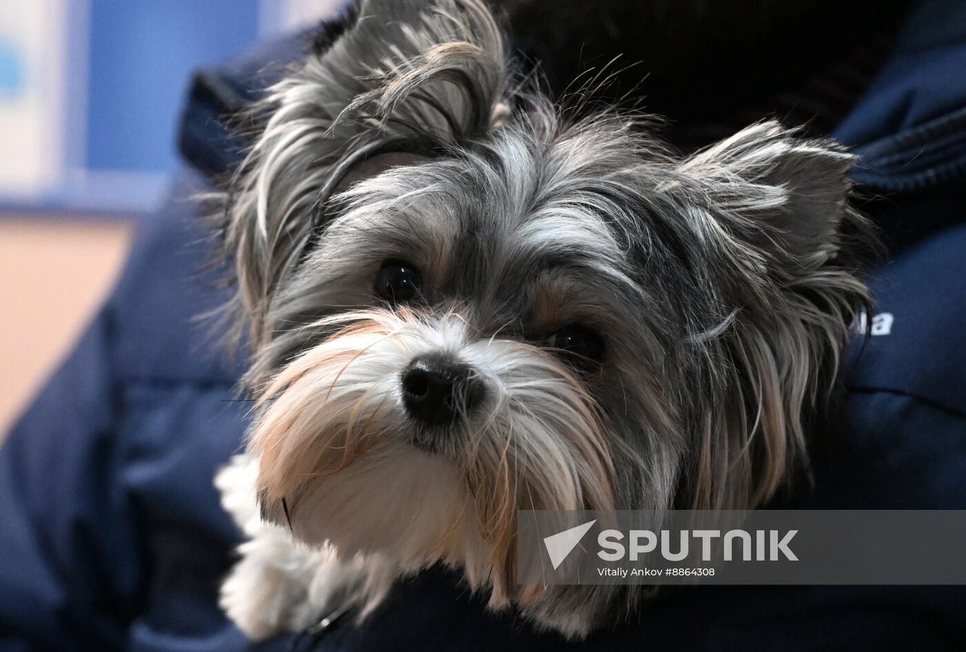 Russia Veterinary Clinic