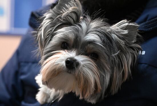 Russia Veterinary Clinic