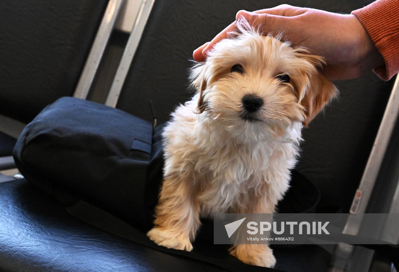 Russia Veterinary Clinic