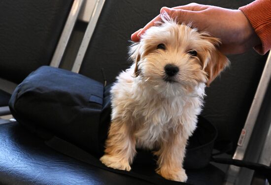 Russia Veterinary Clinic