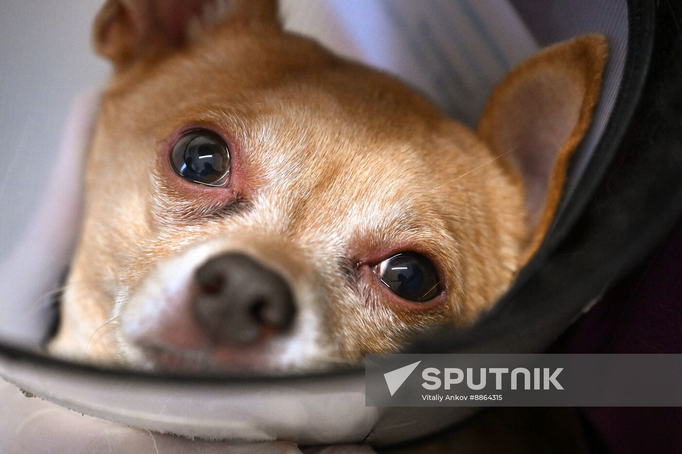 Russia Veterinary Clinic
