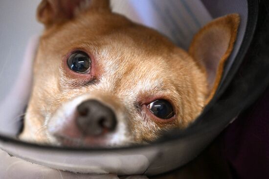 Russia Veterinary Clinic