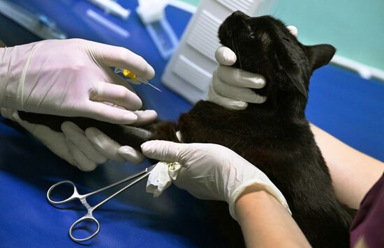 Russia Veterinary Clinic