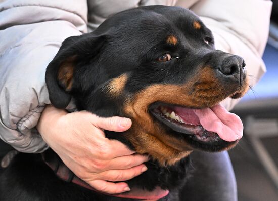 Russia Veterinary Clinic