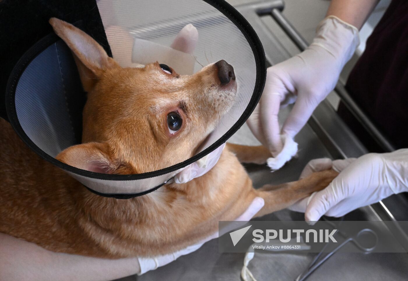 Russia Veterinary Clinic