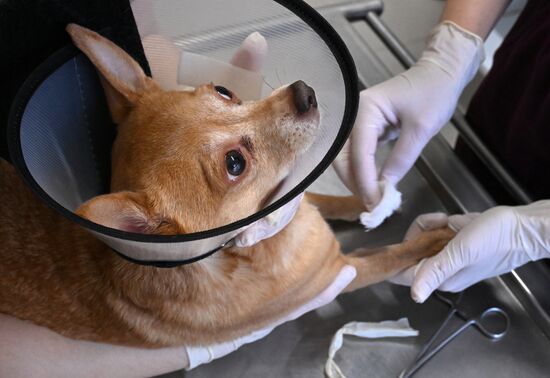 Russia Veterinary Clinic