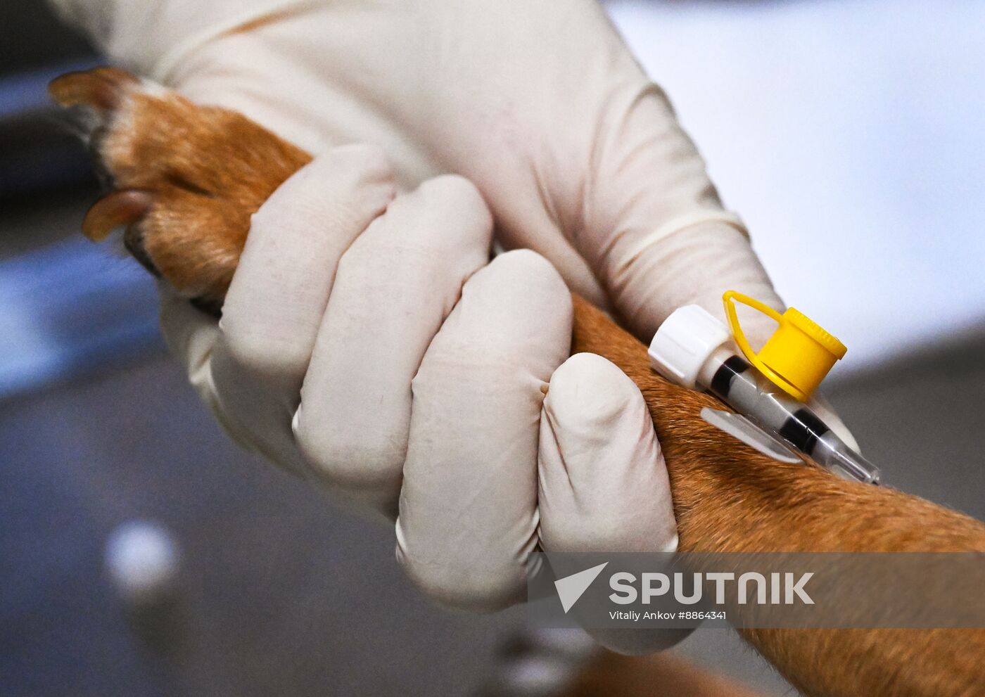 Russia Veterinary Clinic