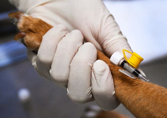 Russia Veterinary Clinic
