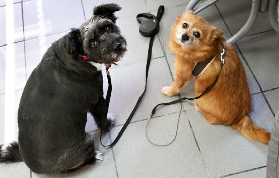 Russia Veterinary Clinic