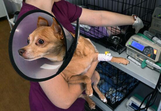 Russia Veterinary Clinic