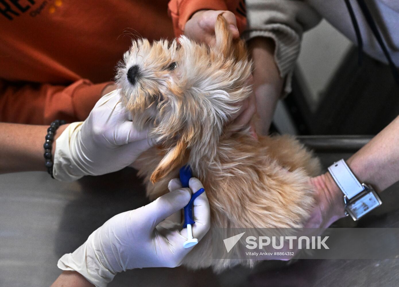 Russia Veterinary Clinic