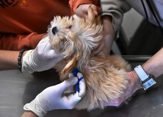 Russia Veterinary Clinic