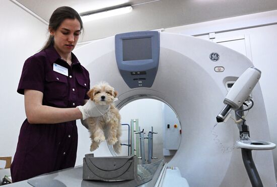 Russia Veterinary Clinic