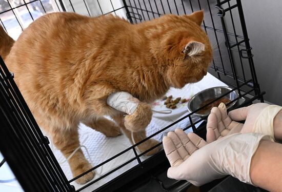 Russia Veterinary Clinic