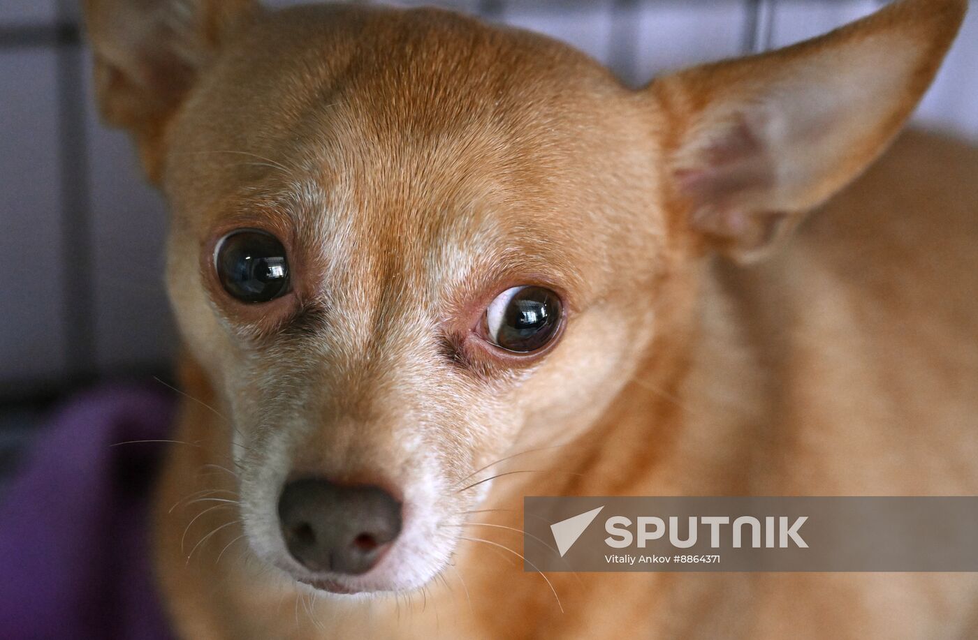 Russia Veterinary Clinic