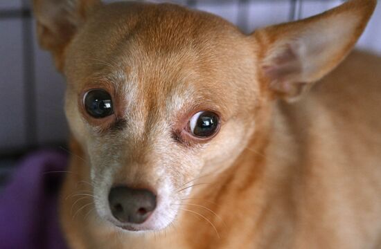 Russia Veterinary Clinic