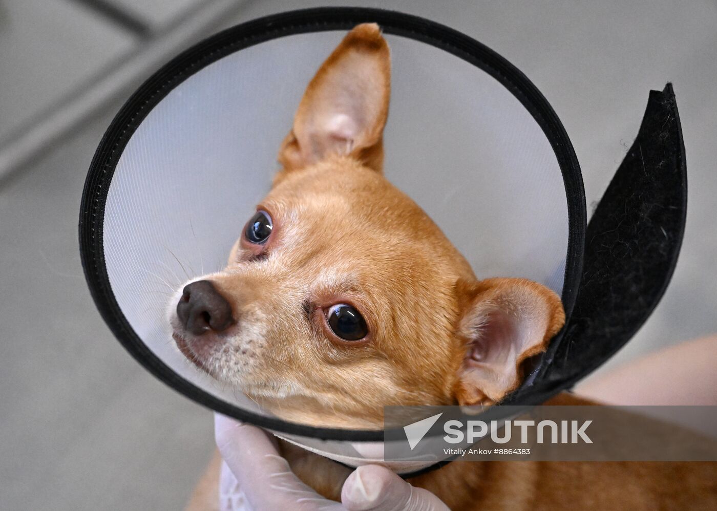 Russia Veterinary Clinic