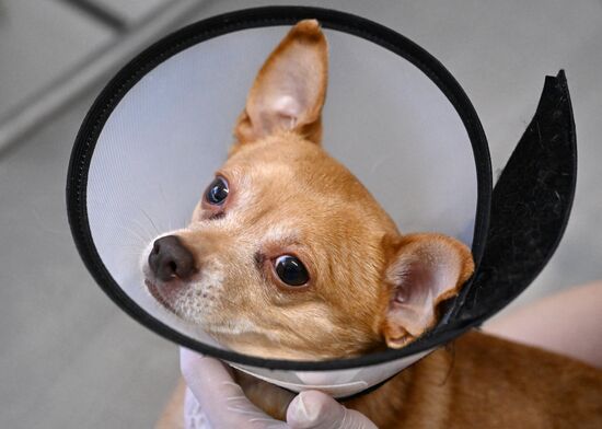 Russia Veterinary Clinic