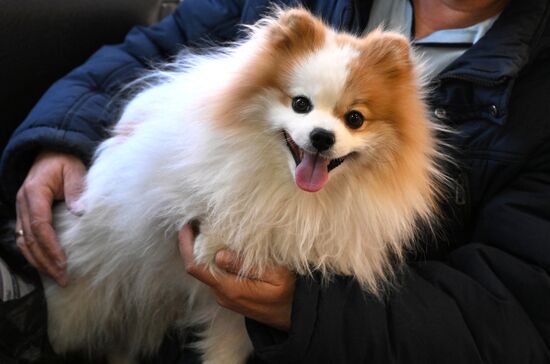 Russia Veterinary Clinic