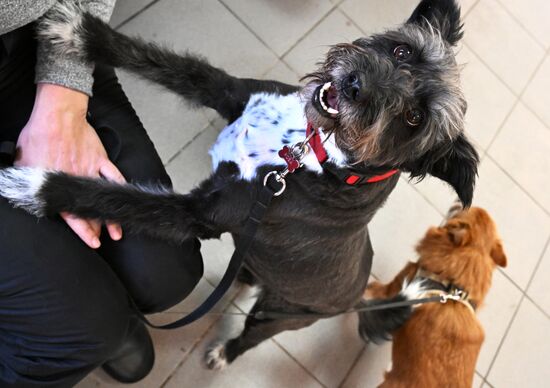 Russia Veterinary Clinic