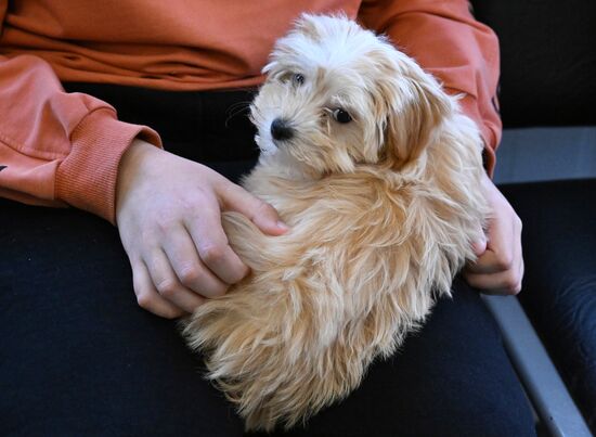 Russia Veterinary Clinic