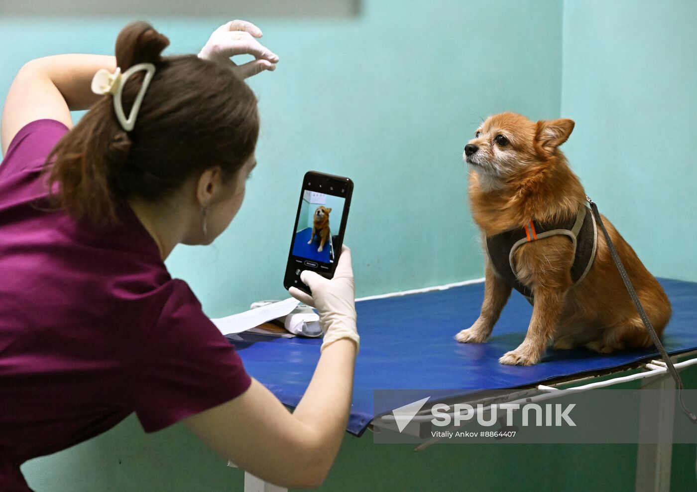 Russia Veterinary Clinic
