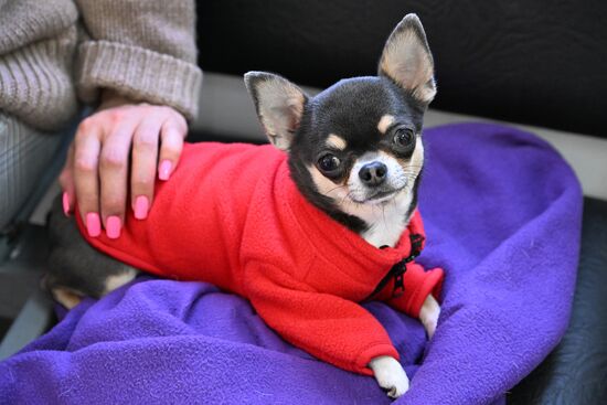 Russia Veterinary Clinic