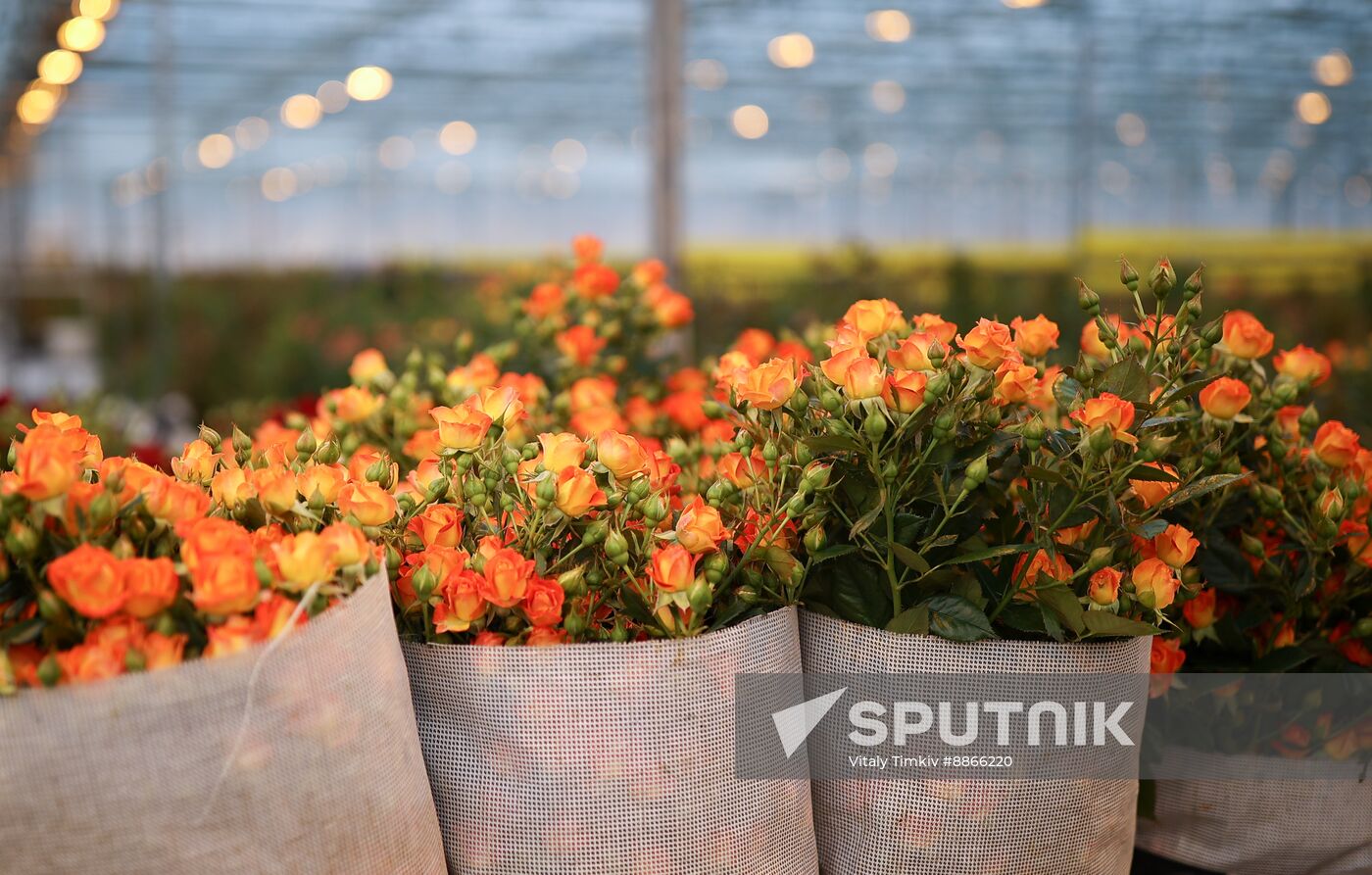 Russia Flower Growing