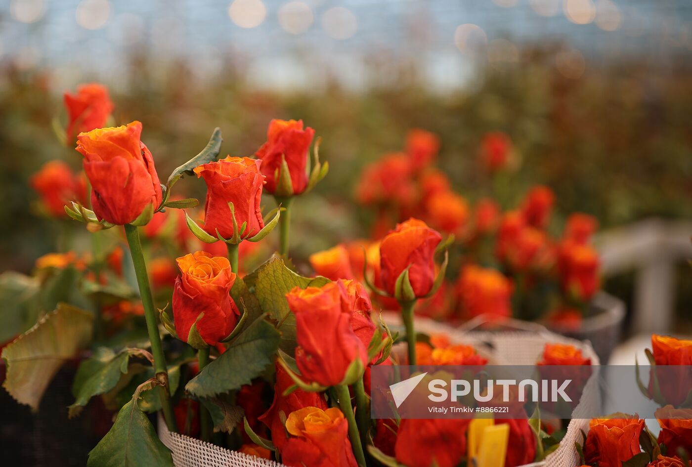 Russia Flower Growing