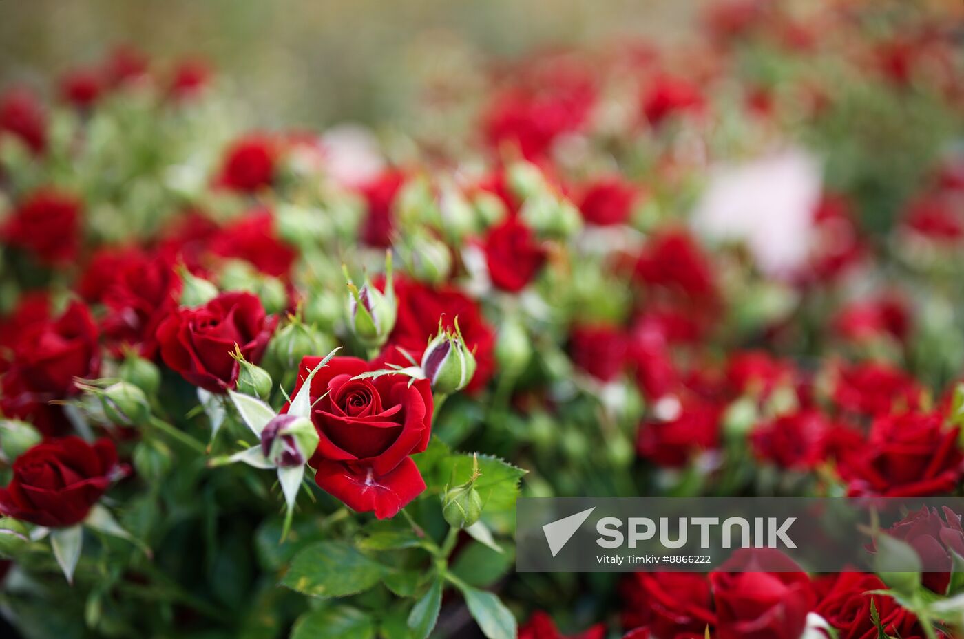 Russia Flower Growing