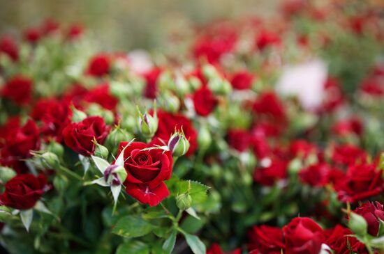 Russia Flower Growing