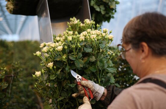 Russia Flower Growing