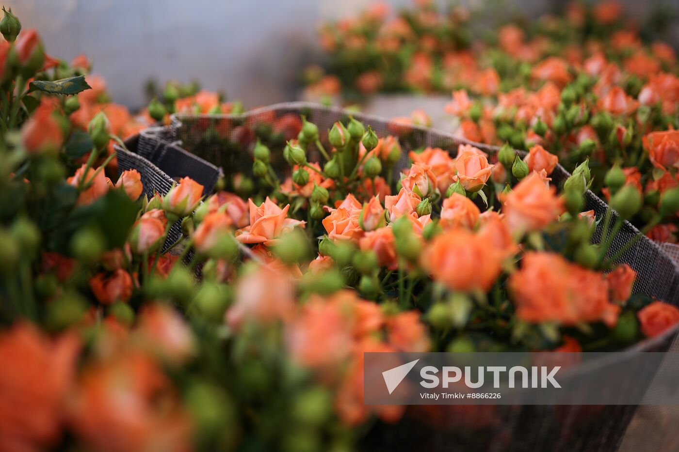 Russia Flower Growing