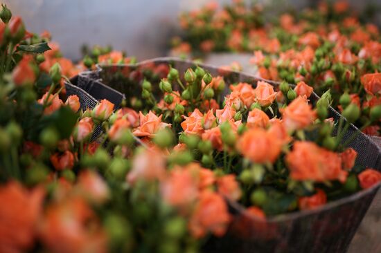 Russia Flower Growing