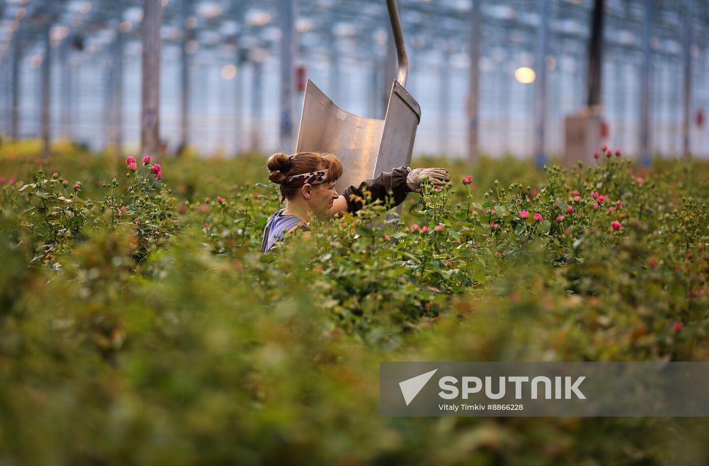 Russia Flower Growing