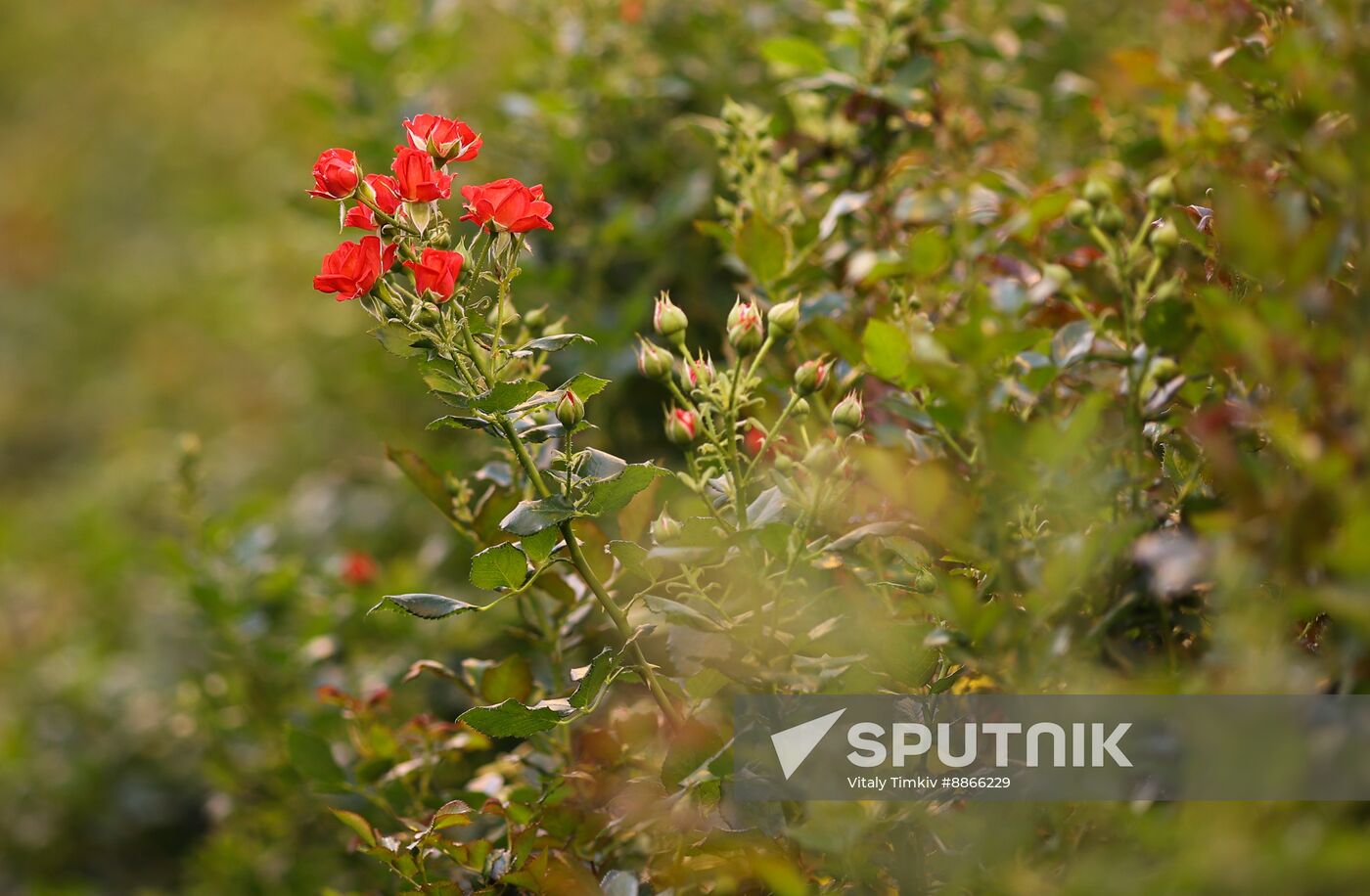 Russia Flower Growing