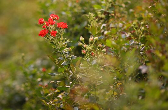 Russia Flower Growing