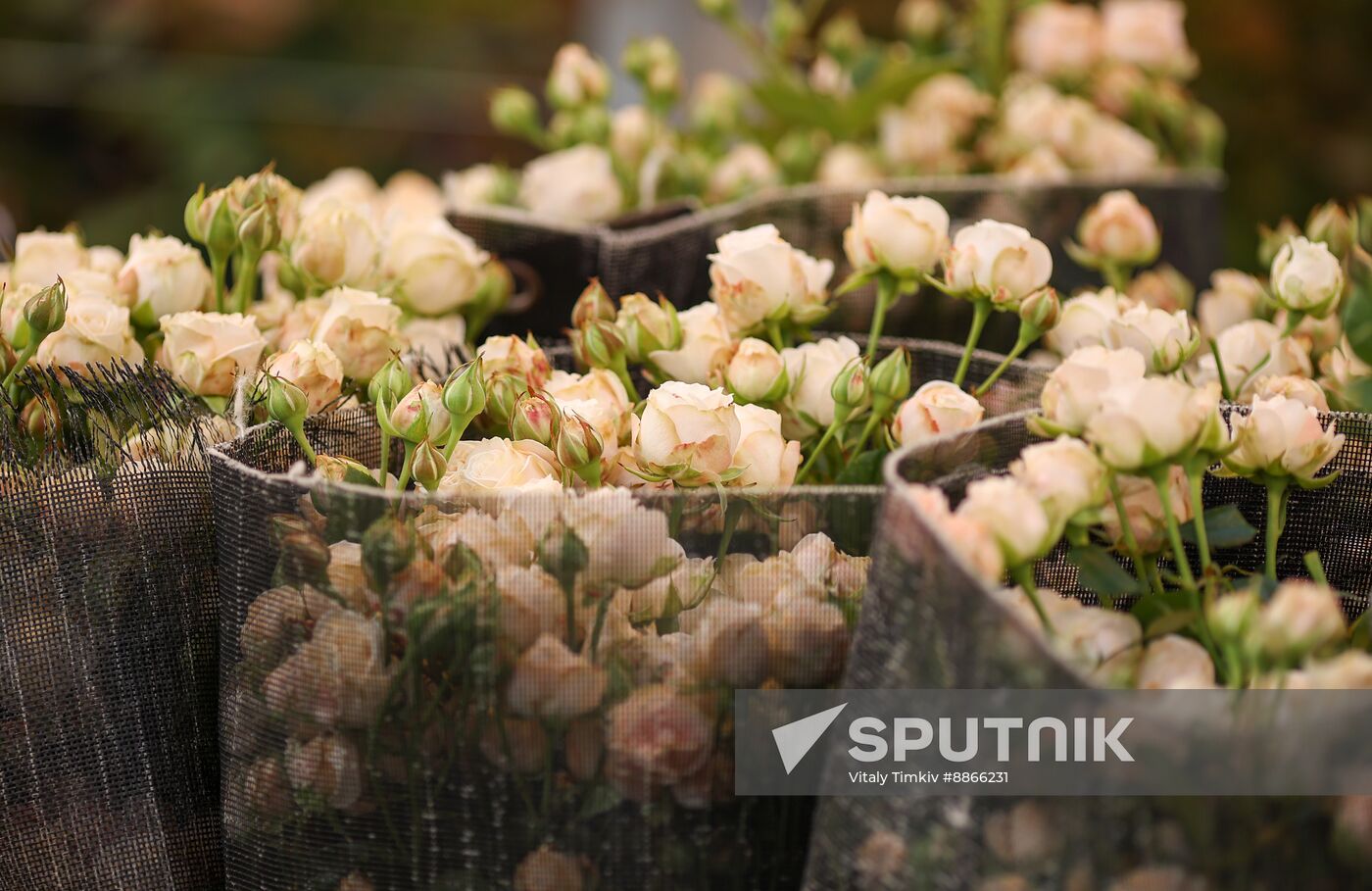 Russia Flower Growing