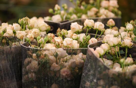 Russia Flower Growing