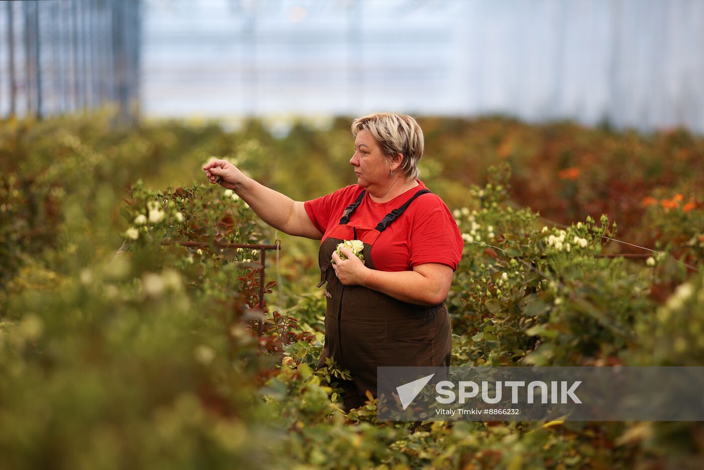 Russia Flower Growing