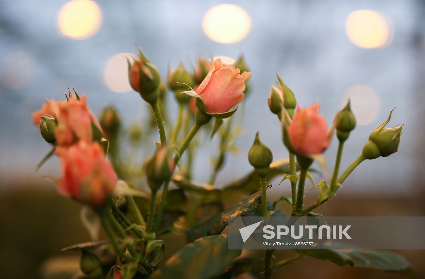 Russia Flower Growing