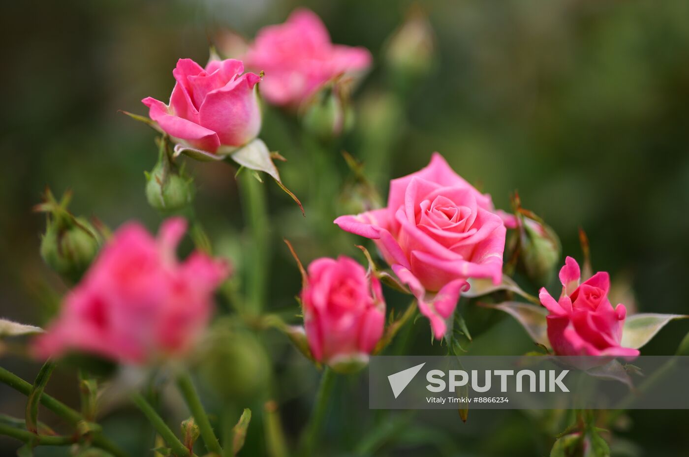 Russia Flower Growing
