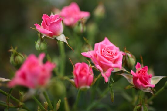 Russia Flower Growing