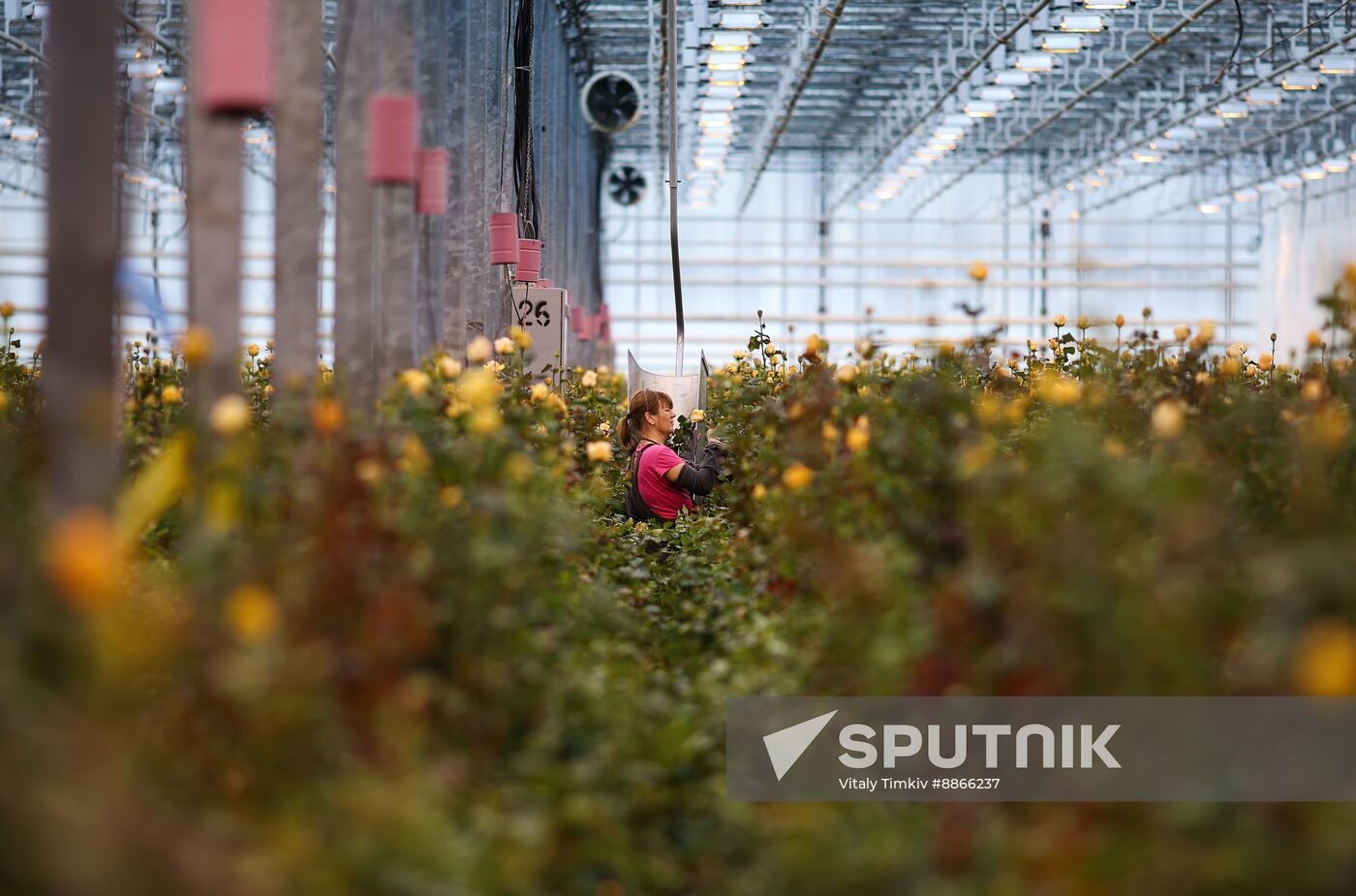 Russia Flower Growing